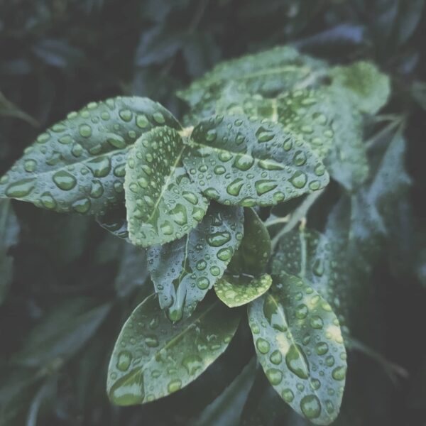 Istanbul Cymbals Istanbul Cymbals